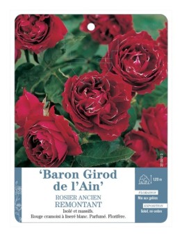 Rosier ancien Baron Girod de l'Ain