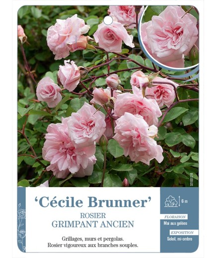 Rosier grimpant ancien Cécile Brunner