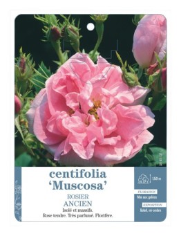 Rosier ancien centifolia Muscosa