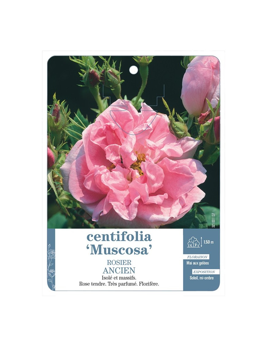 Rosier ancien centifolia Muscosa