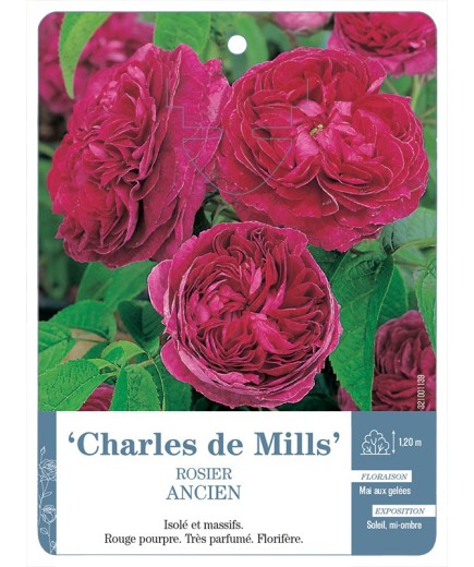 Rosier ancien Charles de Mills