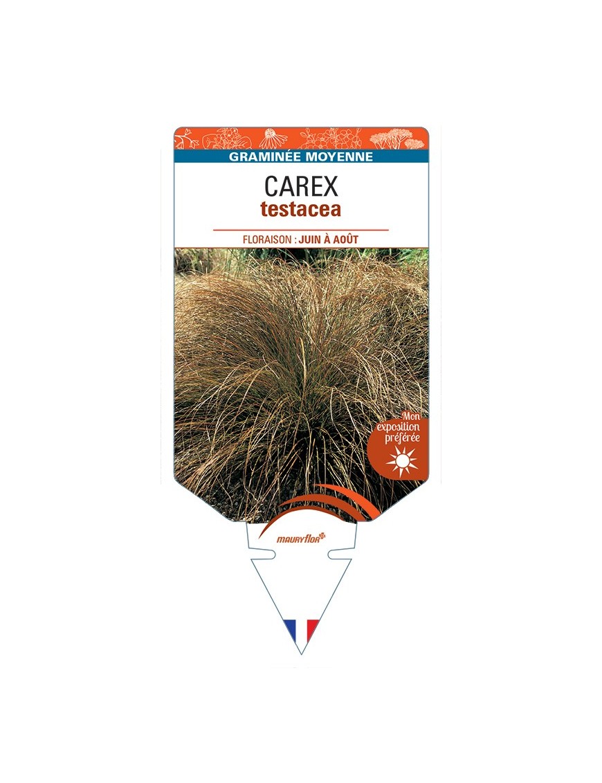 CAREX testacea