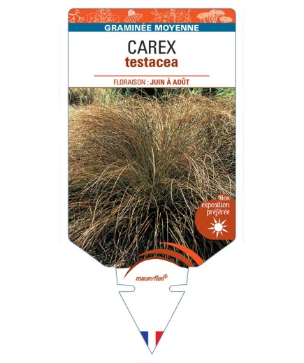 CAREX testacea