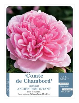 Rosier ancien Comte de Chambord
