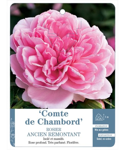 Rosier ancien Comte de Chambord