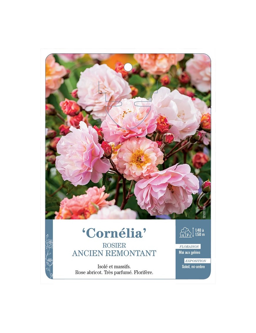 Rosier ancien Cornelia