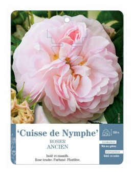 Rosier ancien Cuisse de Nymphe