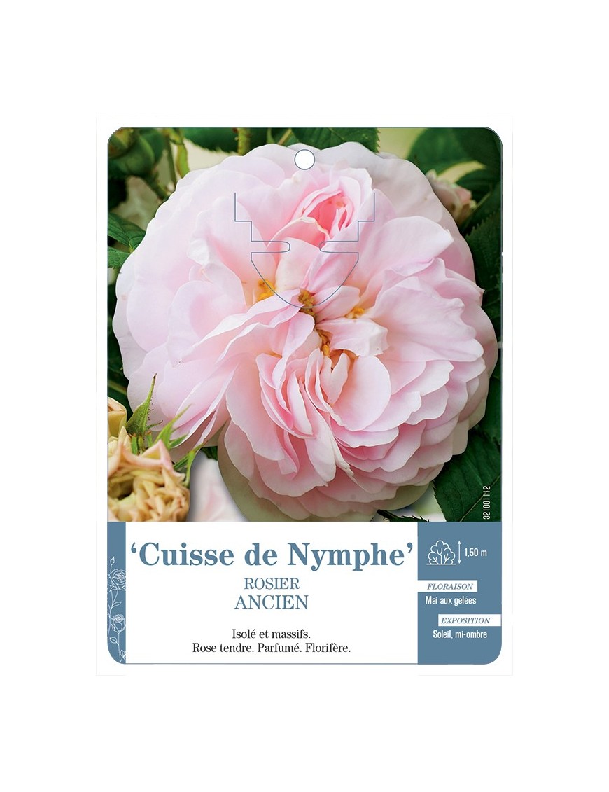 Rosier ancien Cuisse de Nymphe