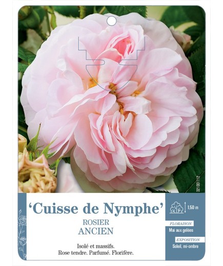 Rosier ancien Cuisse de Nymphe