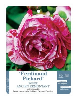 Rosier ancien Ferdinand Pichard