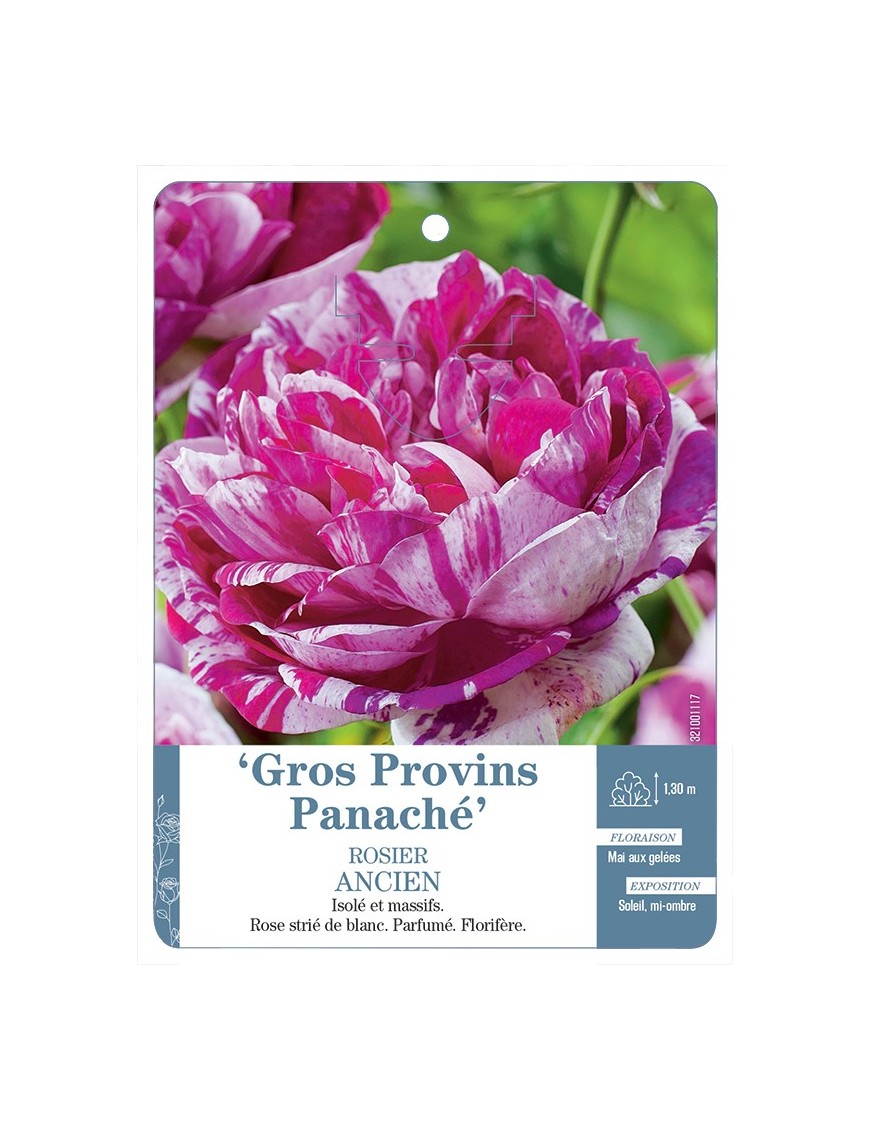 Rosier ancien Gros Provins Panaché