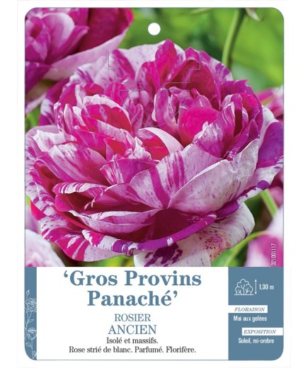 Rosier ancien Gros Provins Panaché