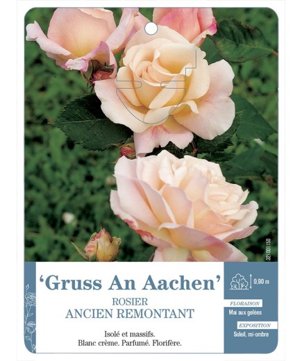 Rosier ancien Gruss An Aachen