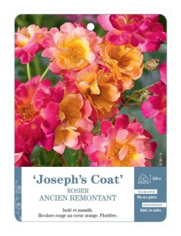 Rosier ancien Joseph's Coat