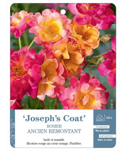 Rosier ancien Joseph's Coat