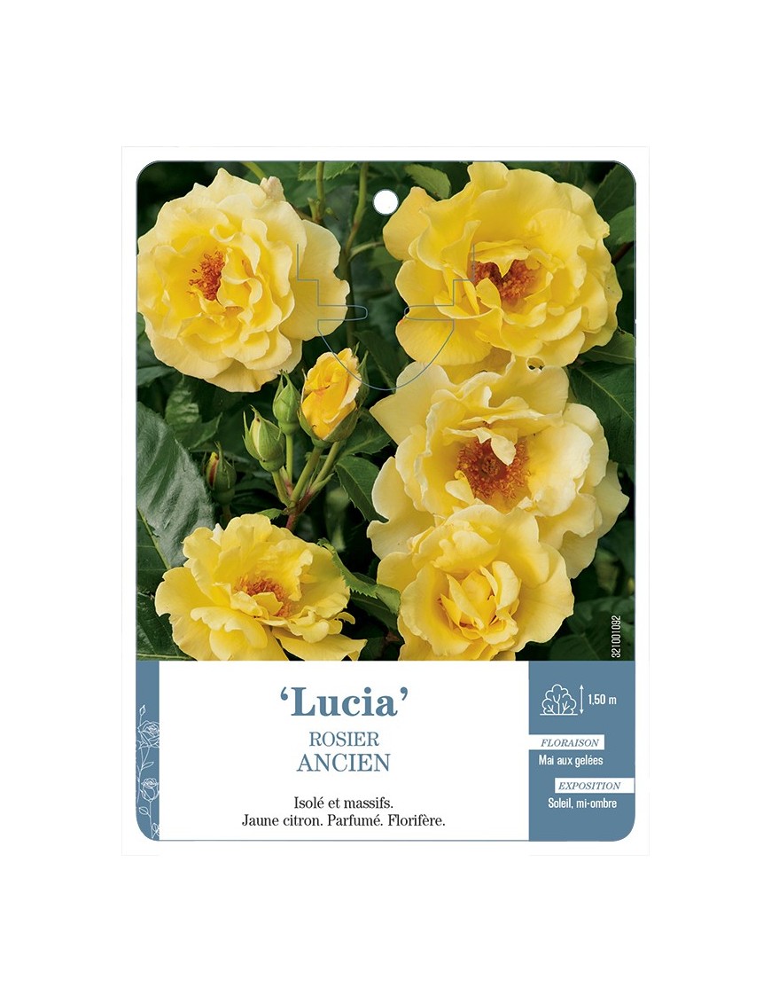 Rosier ancien Lucia