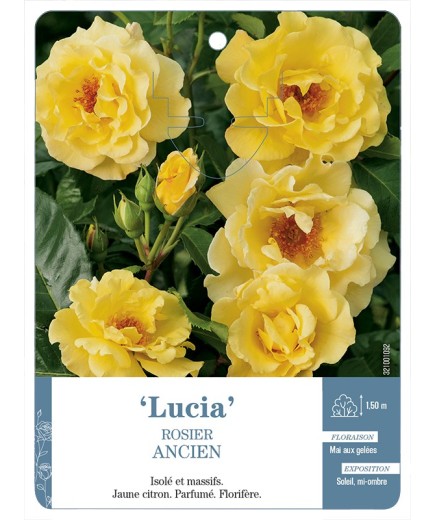 Rosier ancien Lucia