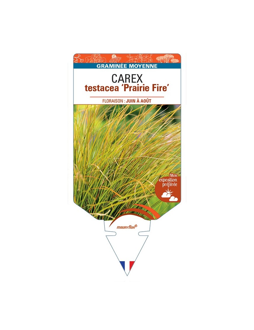 CAREX testacea Prairie Fire