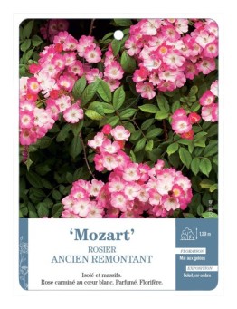 Rosier ancien Mozart