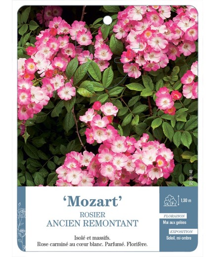 Rosier ancien Mozart