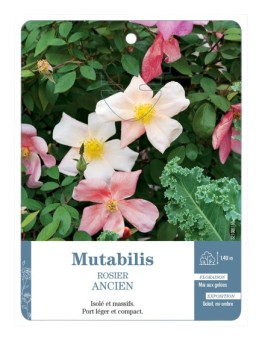 Rosier ancien Mutabilis