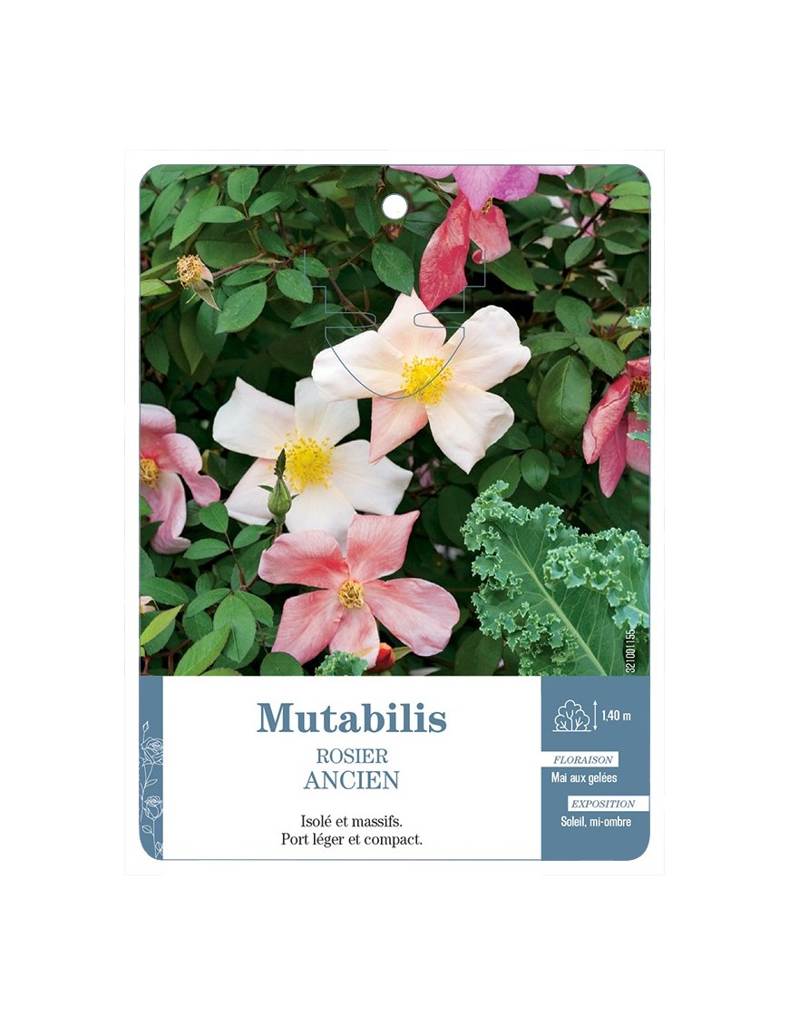 Rosier ancien Mutabilis