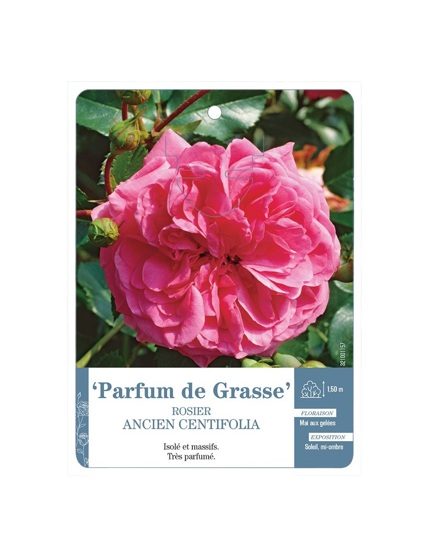 Rosier ancien centifolia Parfum de Grasse