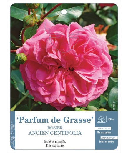Rosier ancien centifolia Parfum de Grasse
