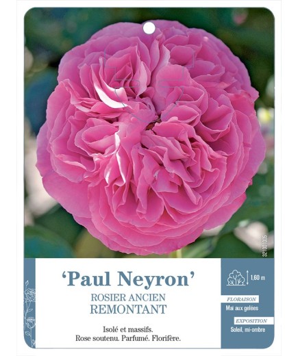 Rosier ancien Paul Neyron