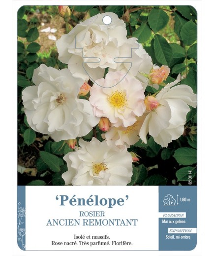 Rosier ancien Pénélope