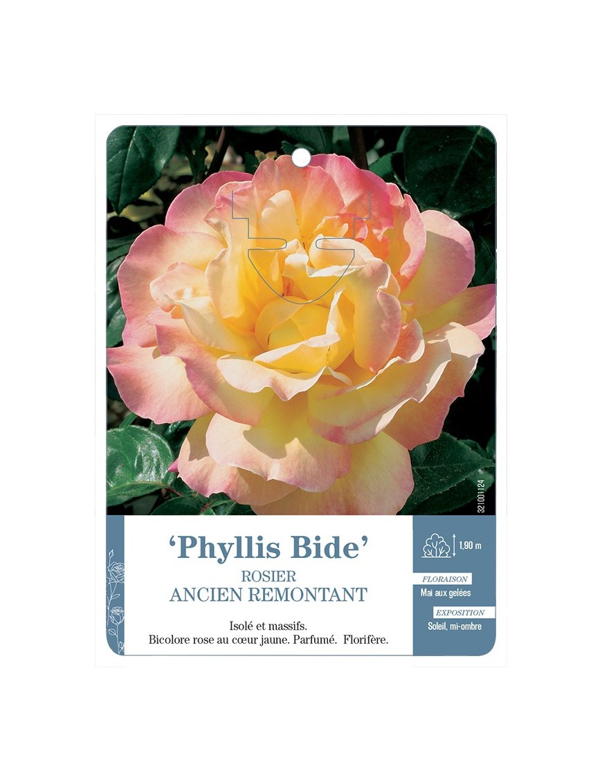 Rosier ancien Phyllis Bide