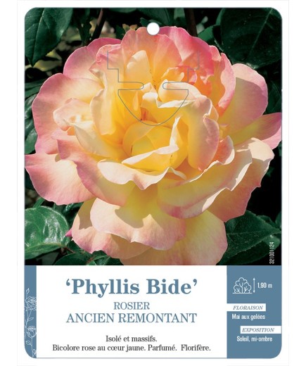 Rosier ancien Phyllis Bide