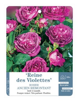 Rosier ancien Reine des Violettes