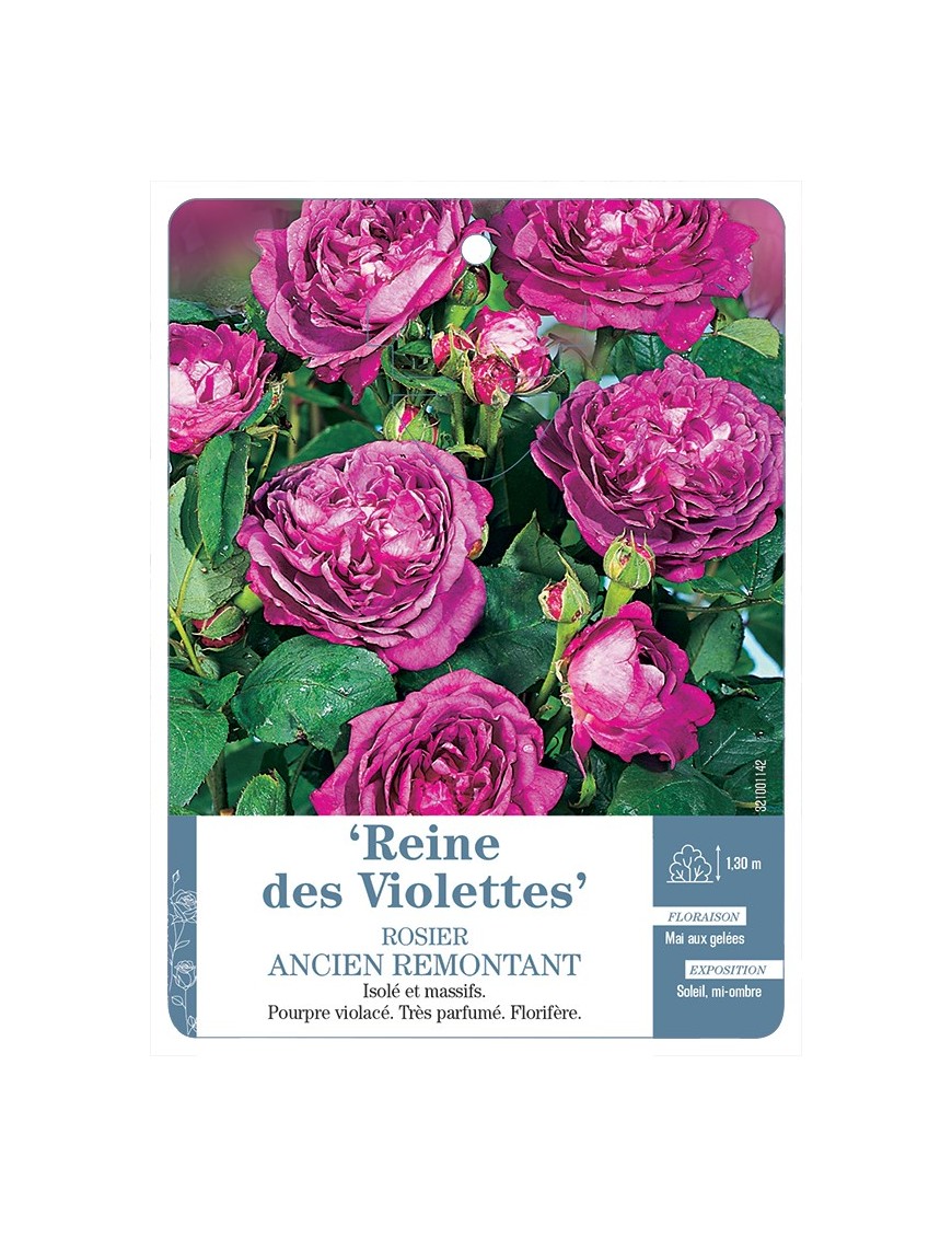 Rosier ancien Reine des Violettes