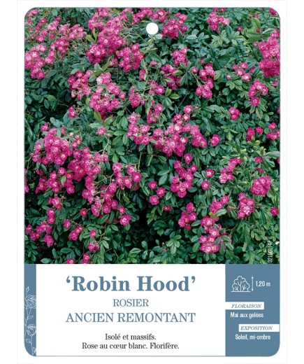 Rosier ancien Robin Hood