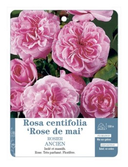 Rosier ancien Rosa x centifolia Rose de mai