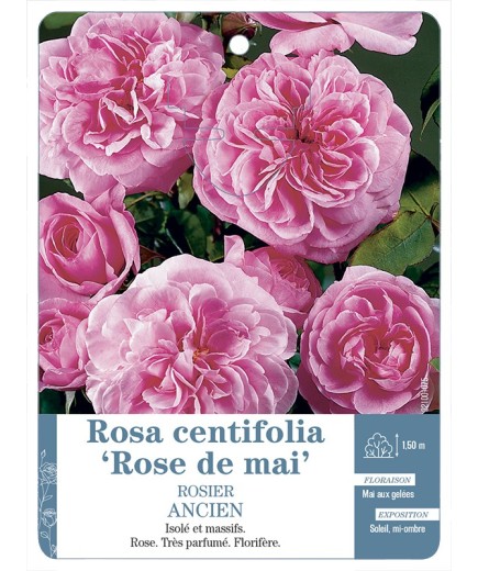 Rosier ancien Rosa x centifolia Rose de mai