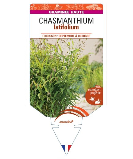 CHASMANTHIUM latifolium