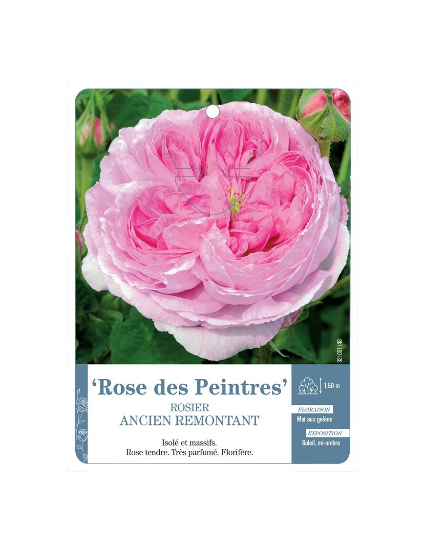 Rosier ancien Rose des Peintres