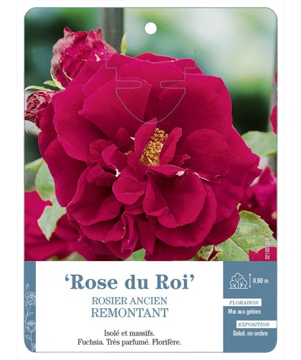 Rosier ancien Rose du Roi