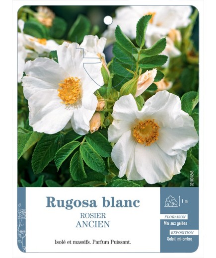 Rosier ancien Rugosa blanc