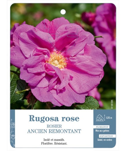 Rosier ancien Rugosa rose