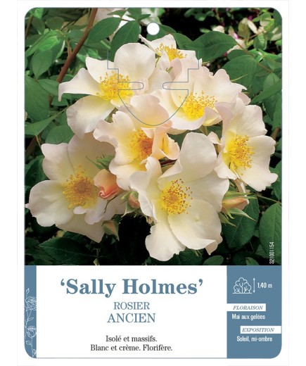Rosier ancien Sally Holmes