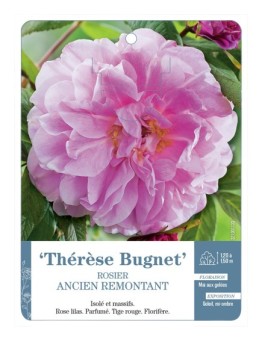 Rosier ancien Thérèse Bugnet