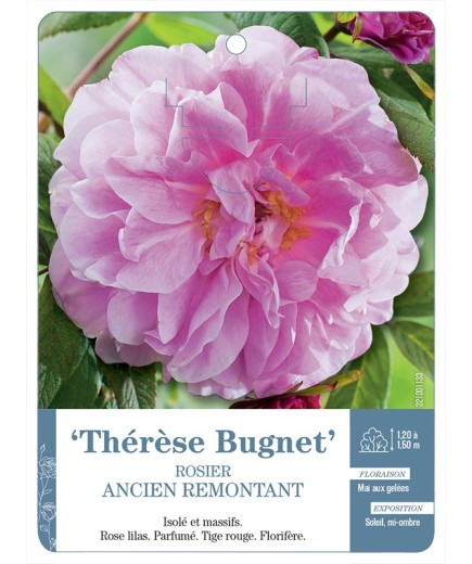 Rosier ancien Thérèse Bugnet