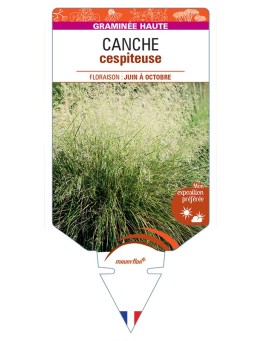 DESCHAMPSIA cespitosa voir Canche cespiteuse