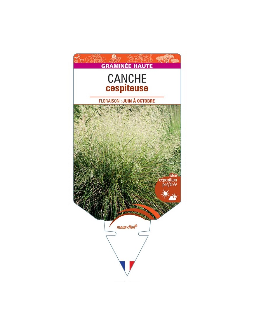 DESCHAMPSIA cespitosa voir Canche cespiteuse