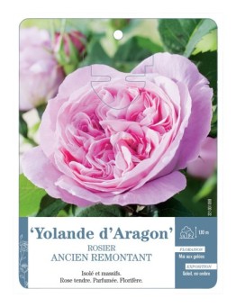 Rosier ancien Yolande d'Aragon