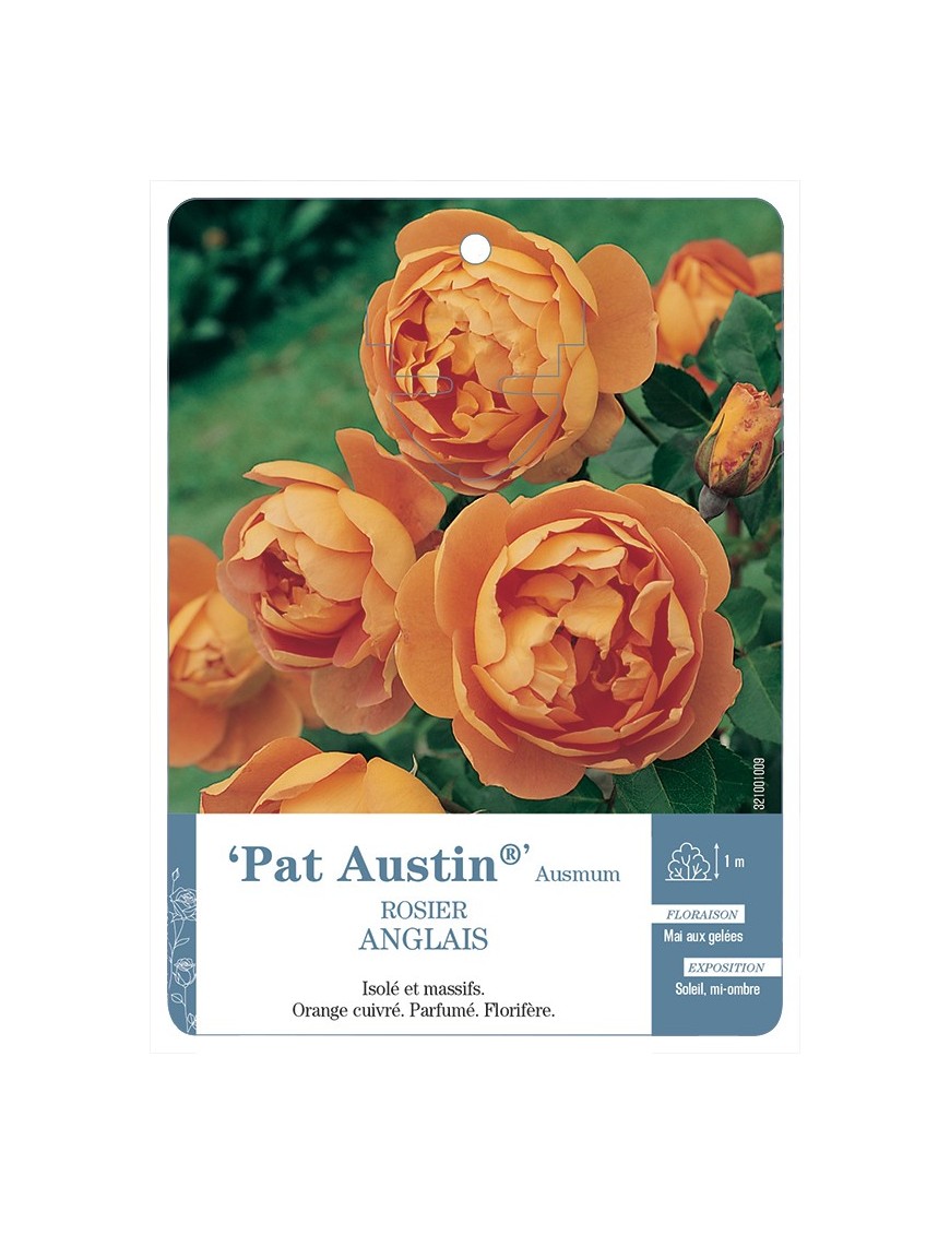 Rosier anglais Pat Austin® Ausmum