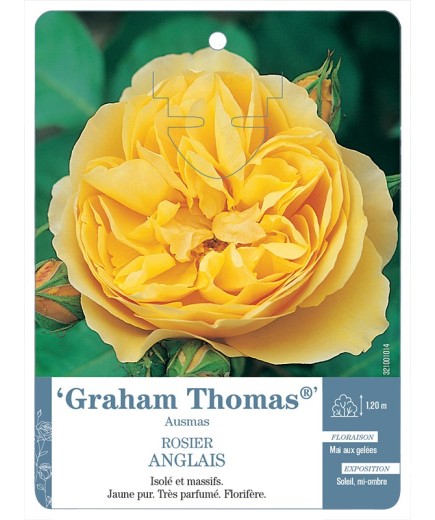 Rosier anglais Graham Thomas® Ausmas